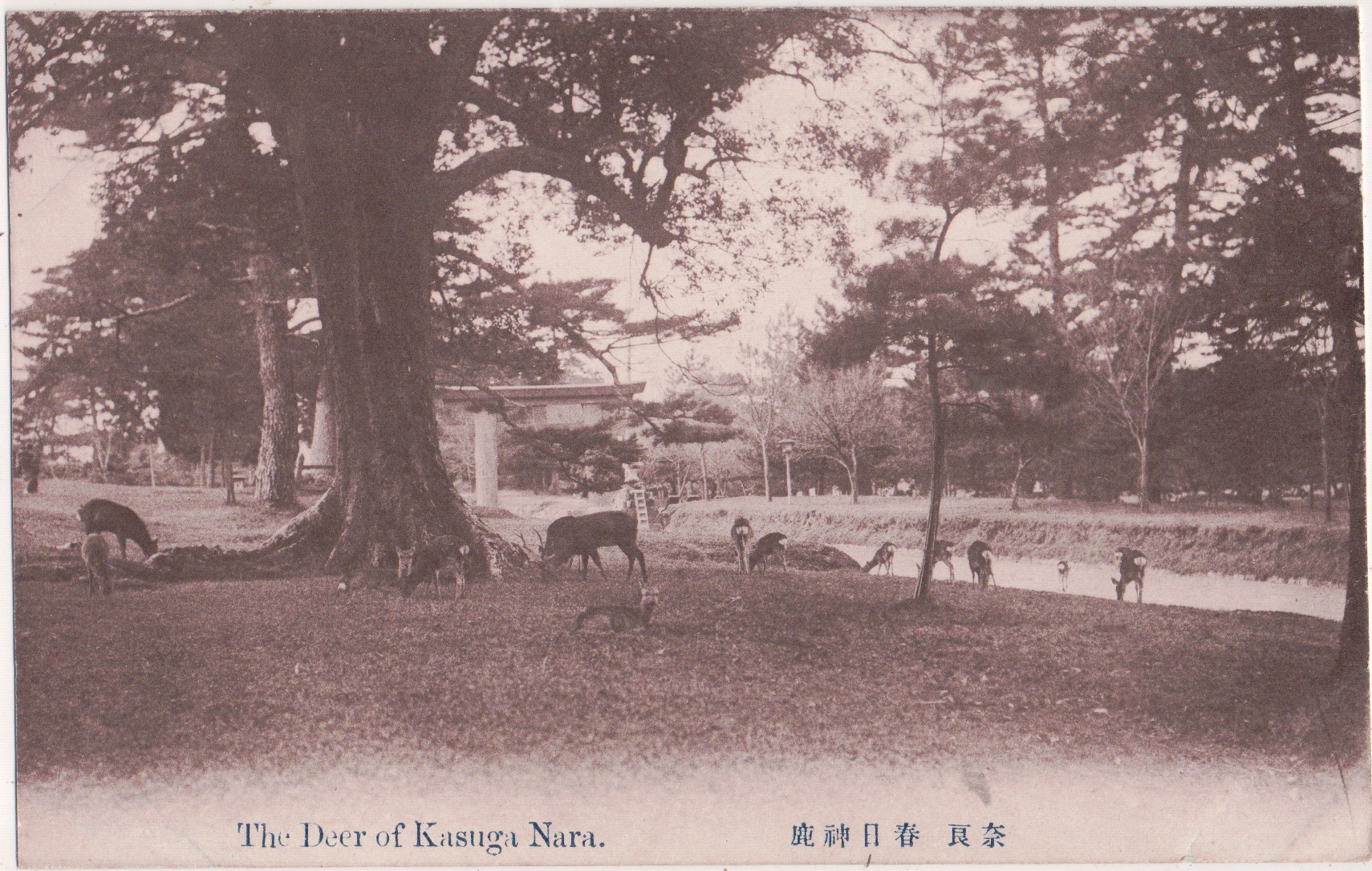 Japan Notes – undivided-back postcards